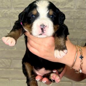Rossa Bernese Mountain Dog