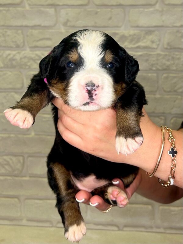 Rossa Bernese Mountain Dog Rossa Bernese Mountain Dog