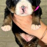 Rossa-female-Bernese-Mountain-puppy-for-sale-2