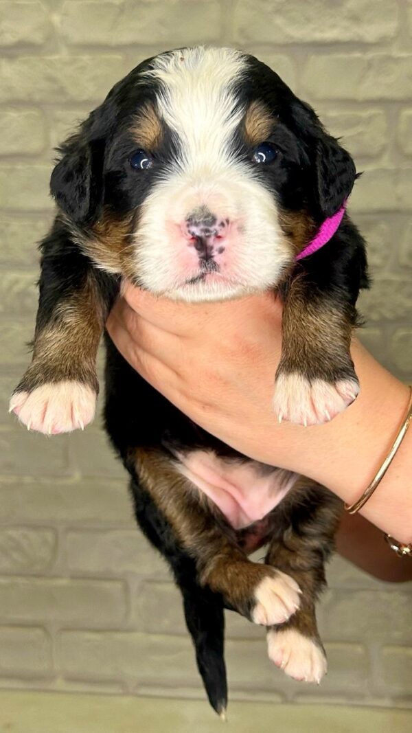 Rossa Bernese Mountain Dog Rossa Bernese Mountain Dog