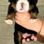 Rossa-female-Bernese-Mountain-puppy-for-sale-3