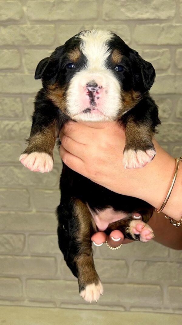 Rossa Bernese Mountain Dog Rossa Bernese Mountain Dog