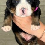 Rossa-female-Bernese-Mountain-puppy-for-sale-4