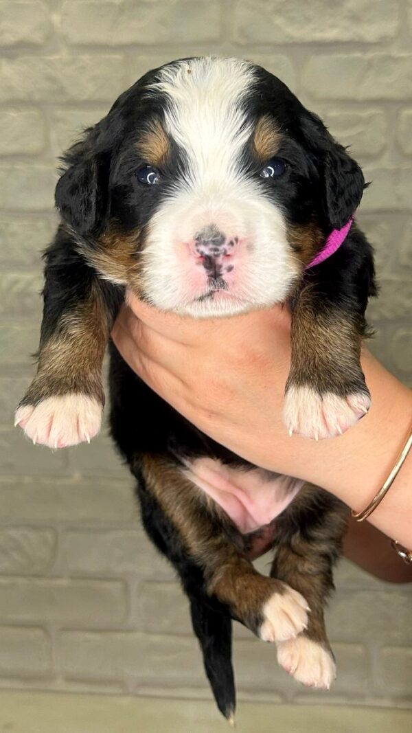 Rossa Bernese Mountain Dog Rossa Bernese Mountain Dog