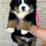 Rinna Bernese Mountain Dog