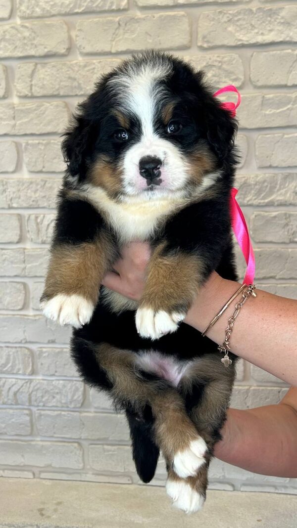 Rossa Bernese Mountain Dog Rossa Bernese Mountain Dog