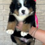 Rossa-female-Bernese-Mountain-puppy-for-sale-6