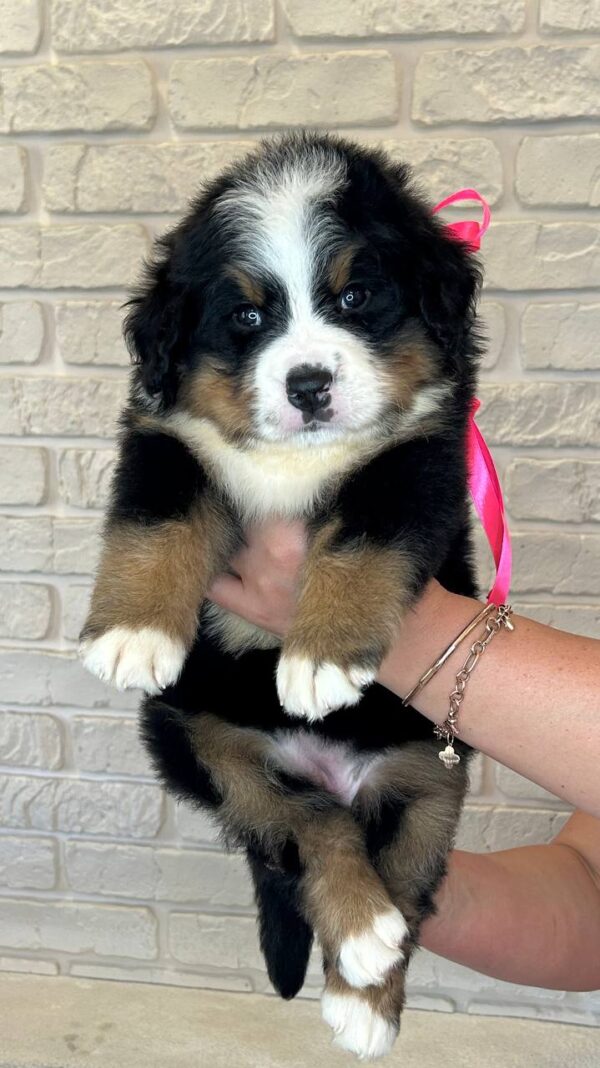 Rossa Bernese Mountain Dog Rossa Bernese Mountain Dog