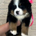 Rossa-female-Bernese-Mountain-puppy-for-sale-8