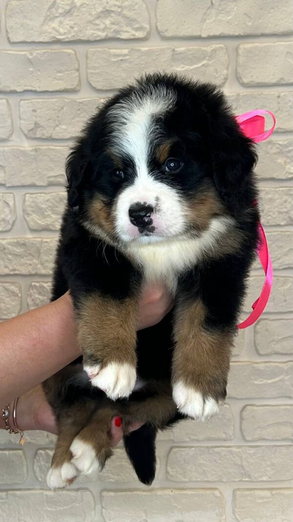 Rossa Bernese Mountain Dog Rossa Bernese Mountain Dog