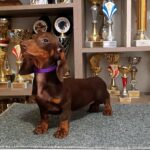 Ruby-female-dachshund-puppy-for-sale-1 (1)