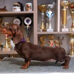 Ruby-female-dachshund-puppy-for-sale-1 (3)