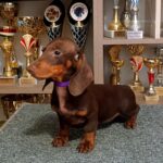 Ruby-female-dachshund-puppy-for-sale-1 (4)