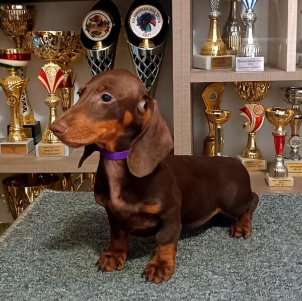 Ruby Dachshund