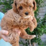 Runa-female-Maltipoo-puppy-for-sale-1