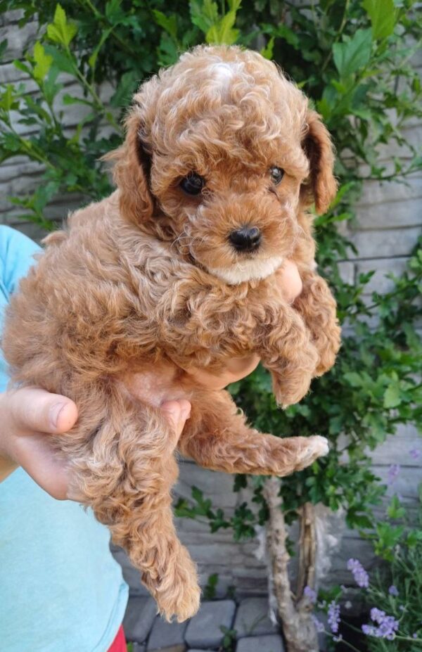 Runa Maltipoo Runa Maltipoo