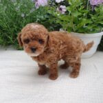 Runa-female-Maltipoo-puppy-for-sale-2