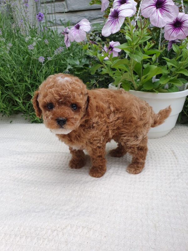 Runa Maltipoo Runa Maltipoo