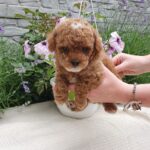 Runa-female-Maltipoo-puppy-for-sale-3