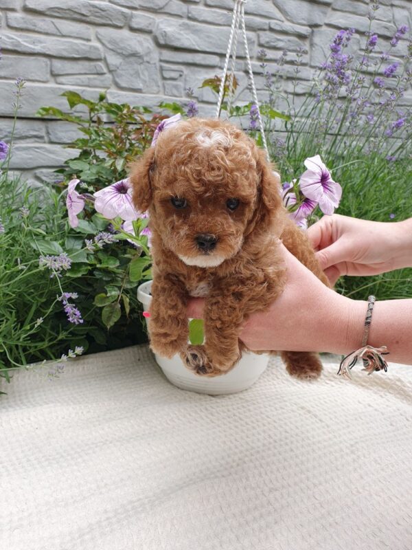 Runa Maltipoo Runa Maltipoo