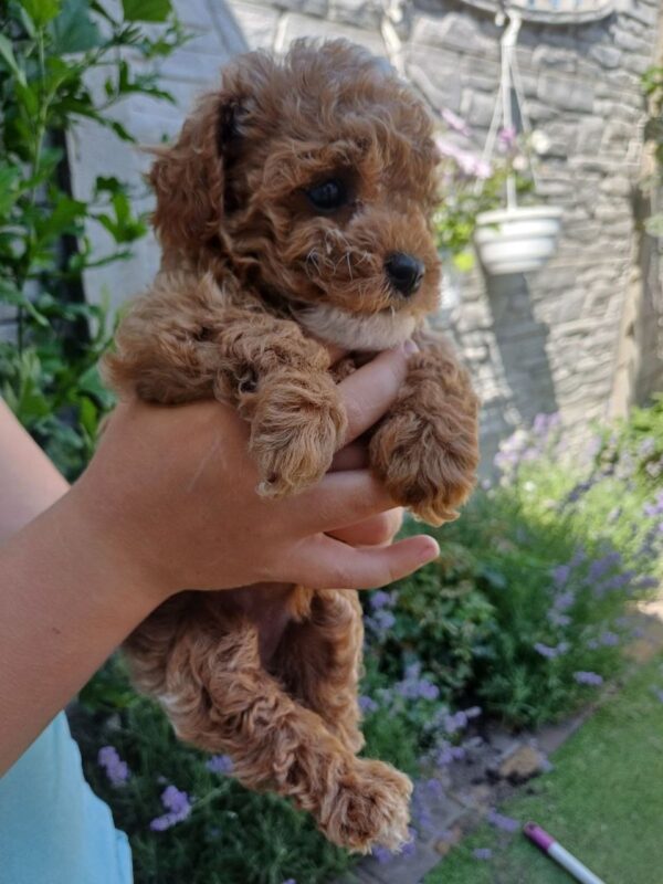 Runa Maltipoo Runa Maltipoo