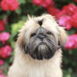 Sapfir-male-Shih-Tzu-puppy-for-sale-1