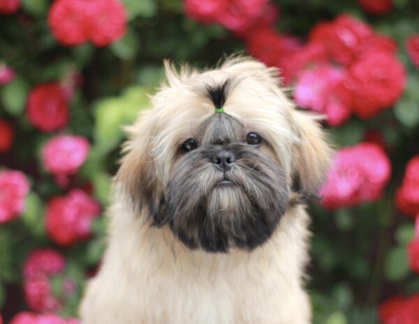 Sapfir Shih Tzu Sapfir Shih Tzu