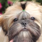 Sapfir-male-Shih-Tzu-puppy-for-sale-2