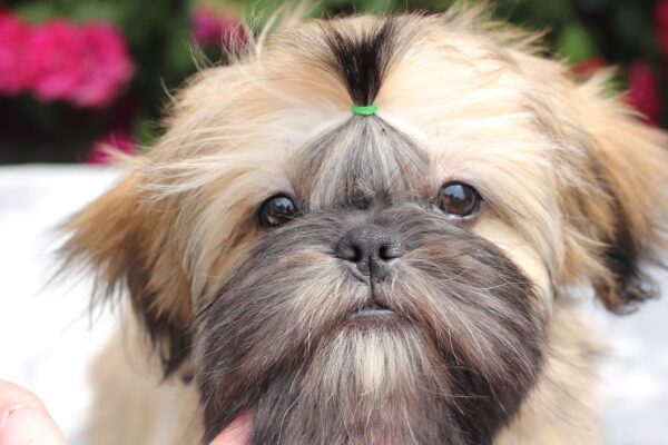 Sapfir Shih Tzu Sapfir Shih Tzu