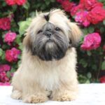 Sapfir-male-Shih-Tzu-puppy-for-sale-3