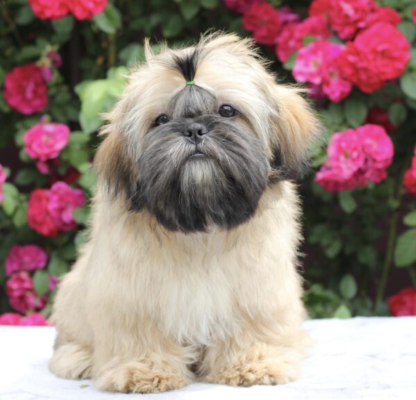 Sapfir Shih Tzu Sapfir Shih Tzu