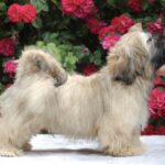 Sapfir-male-Shih-Tzu-puppy-for-sale-4