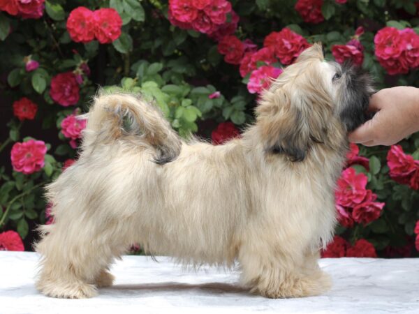 Sapfir Shih Tzu Sapfir Shih Tzu