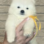 Skye-female-Samoyed-puppy-for-sale-1