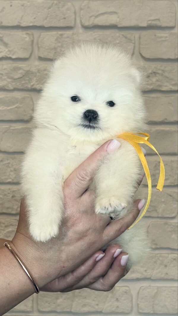 Skye Samoyed Skye Samoyed