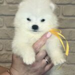 Skye-female-Samoyed-puppy-for-sale-2