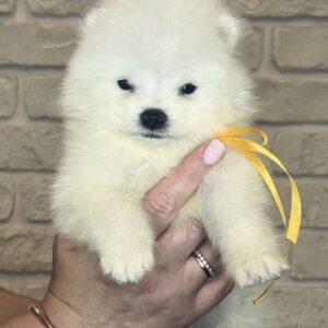 Skye Samoyed