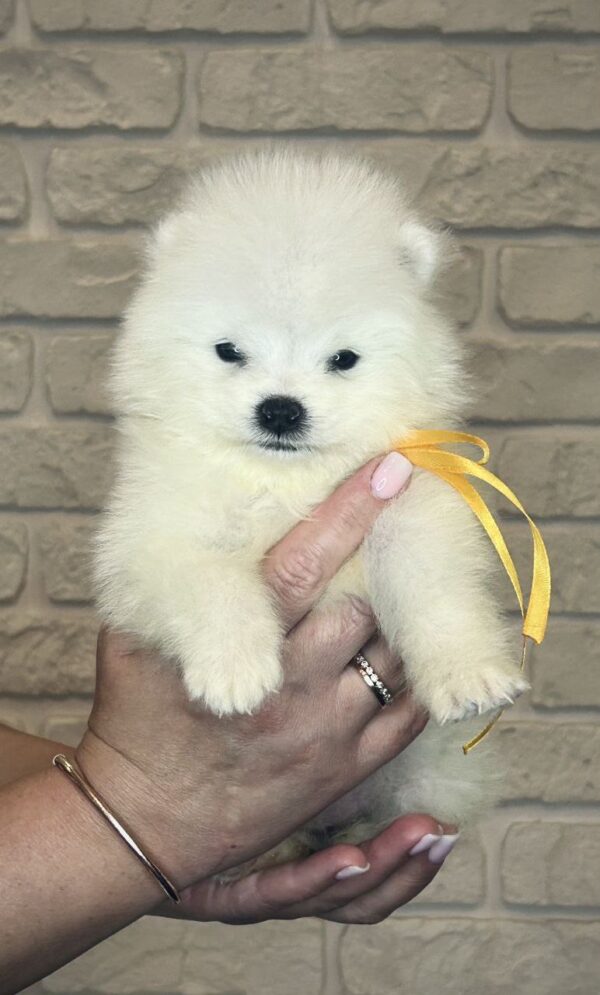 Skye Samoyed Skye Samoyed