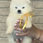 Skye-female-Samoyed-puppy-for-sale-3