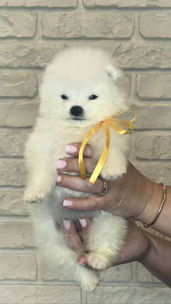 Skye Samoyed Skye Samoyed