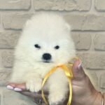 Skye-female-Samoyed-puppy-for-sale-4