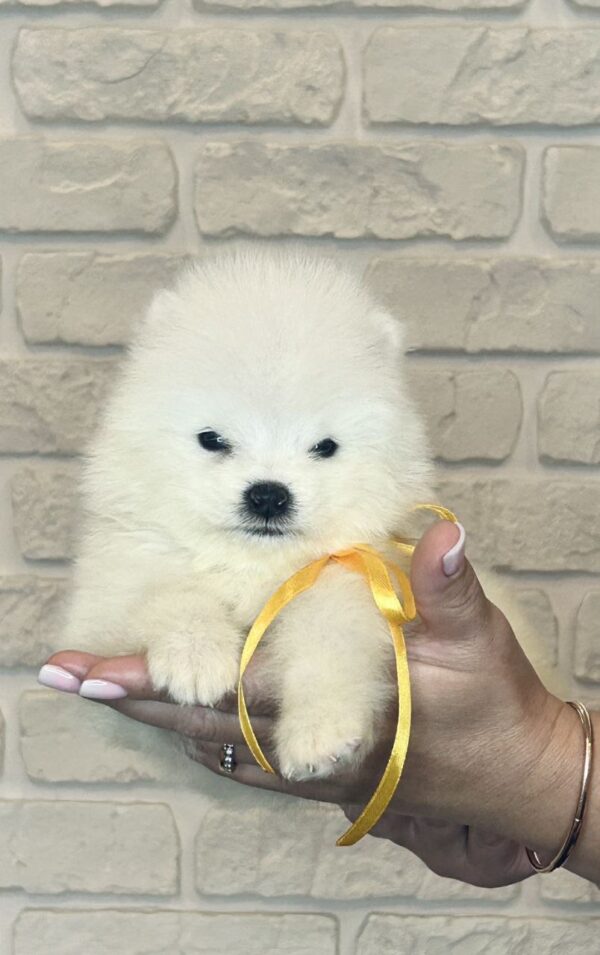 Skye Samoyed Skye Samoyed