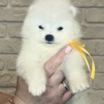 Skye-female-Samoyed-puppy-for-sale-5