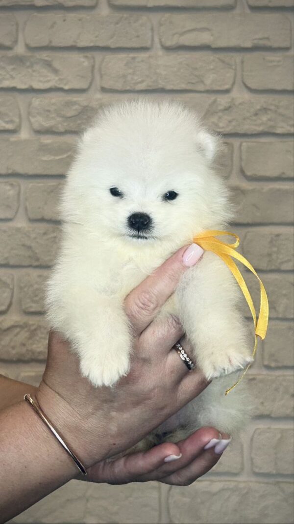 Skye Samoyed Skye Samoyed