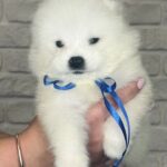 Sonic-male-Samoyed-puppy-for-sale-1
