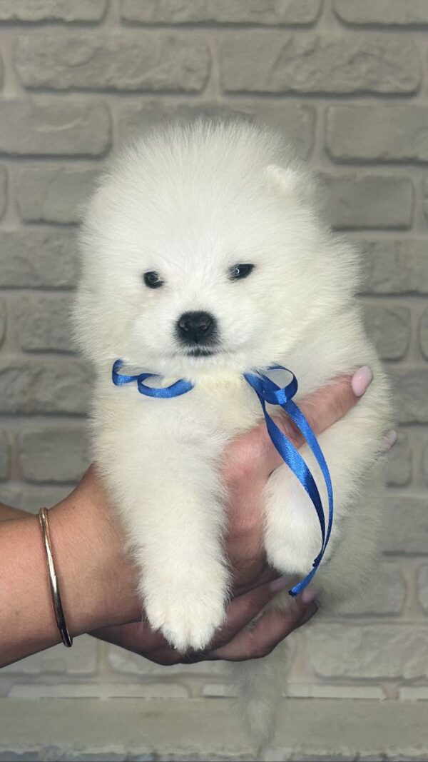 Sonic Samoyed Sonic Samoyed