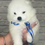 Sonic-male-Samoyed-puppy-for-sale-2