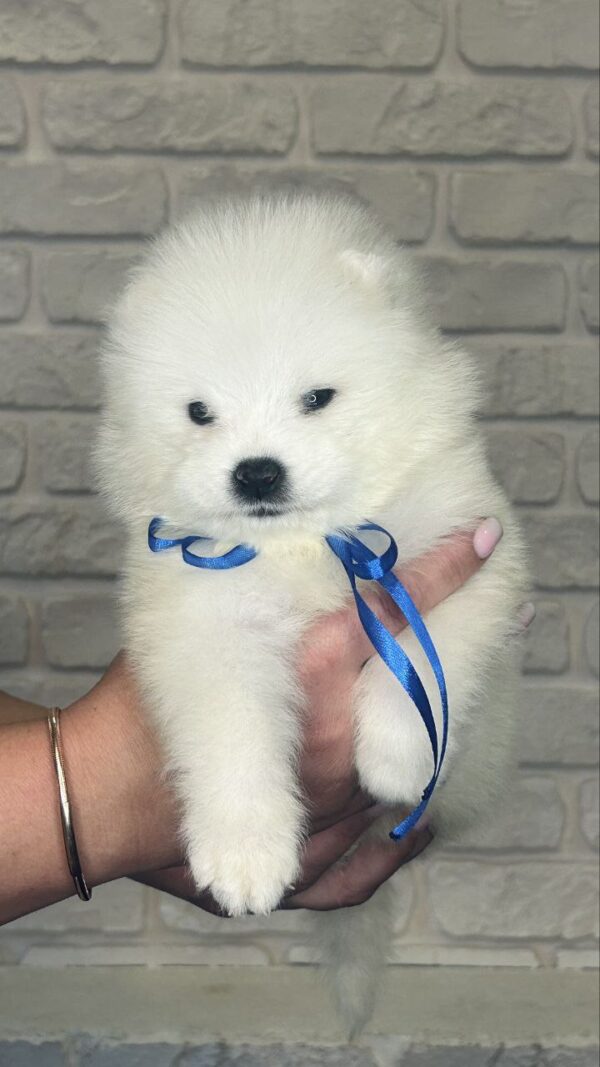 Sonic Samoyed Sonic Samoyed