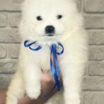 Maverik Samoyed