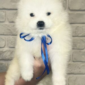 Sonic Samoyed Sonic Samoyed